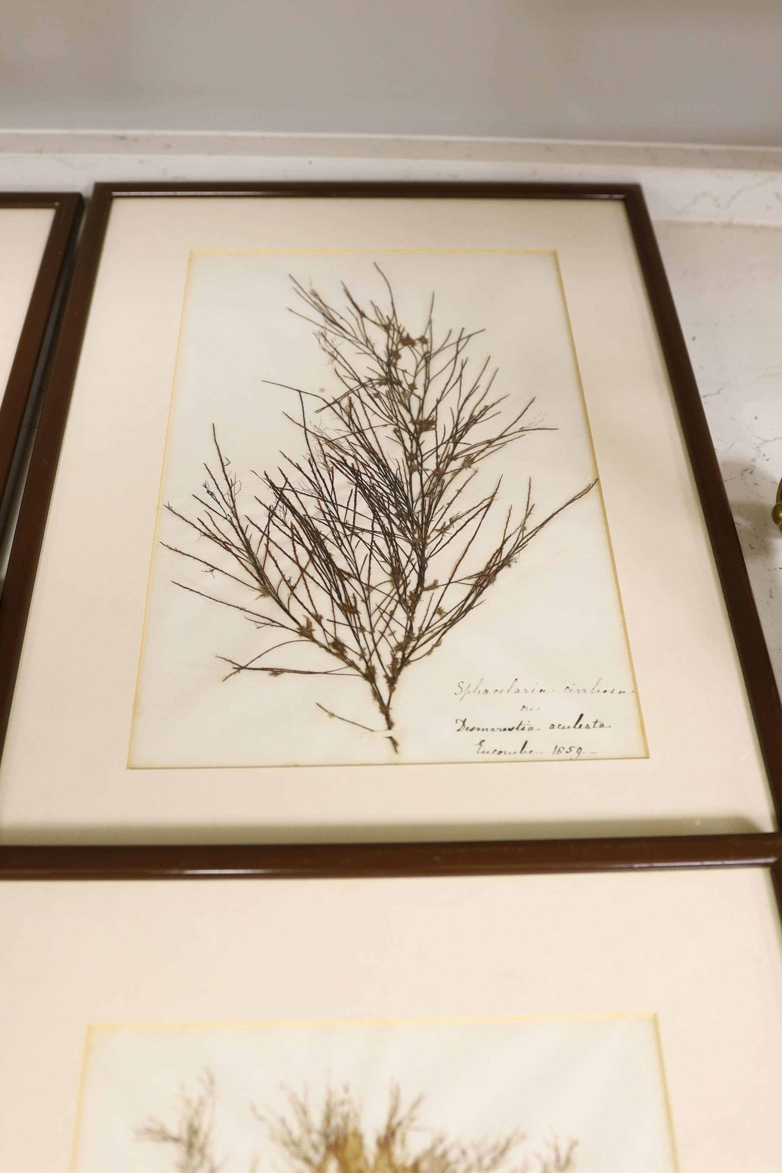 A collection of six mid 19th century framed and mounted marine botanical specimens